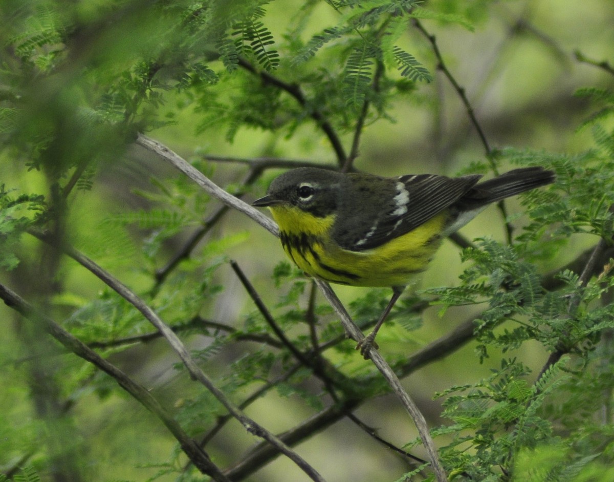 Magnolia Warbler - Neil Zhang