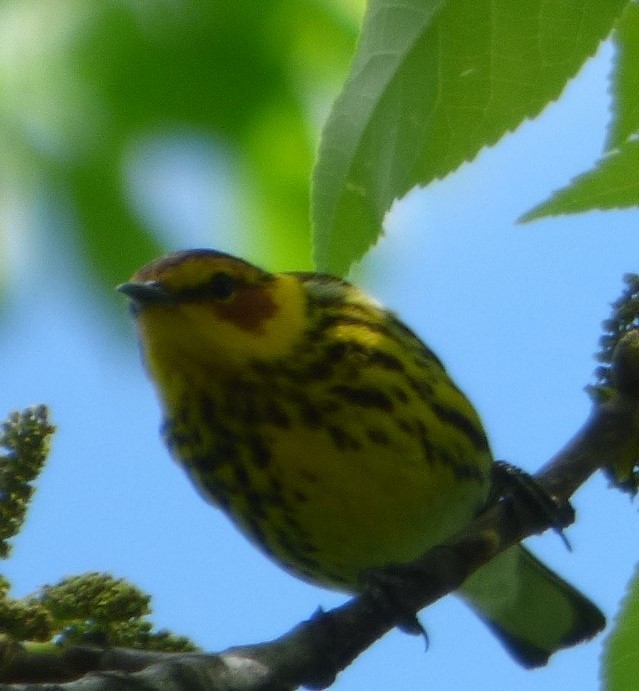 Cape May Warbler - Hazem Alkhan