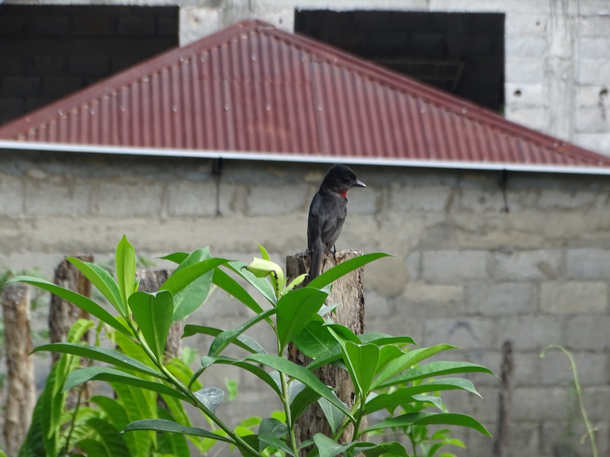 Rose-throated Becard - Salvador Bautista