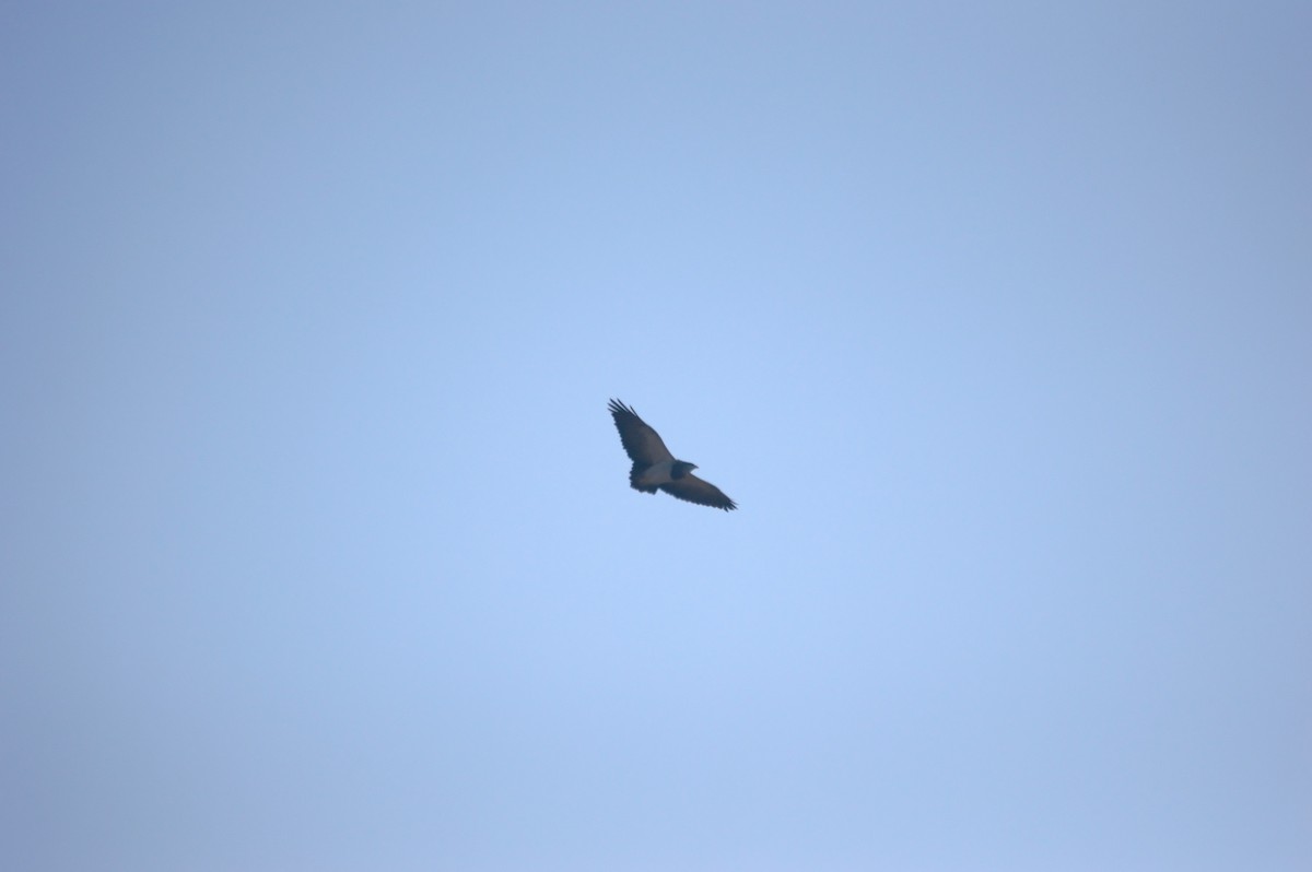 Black-chested Buzzard-Eagle - Gabriel Sandon