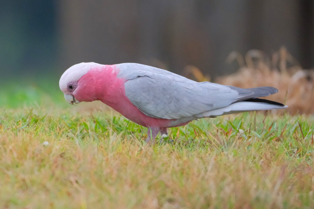 Cacatúa Galah - ML618868444