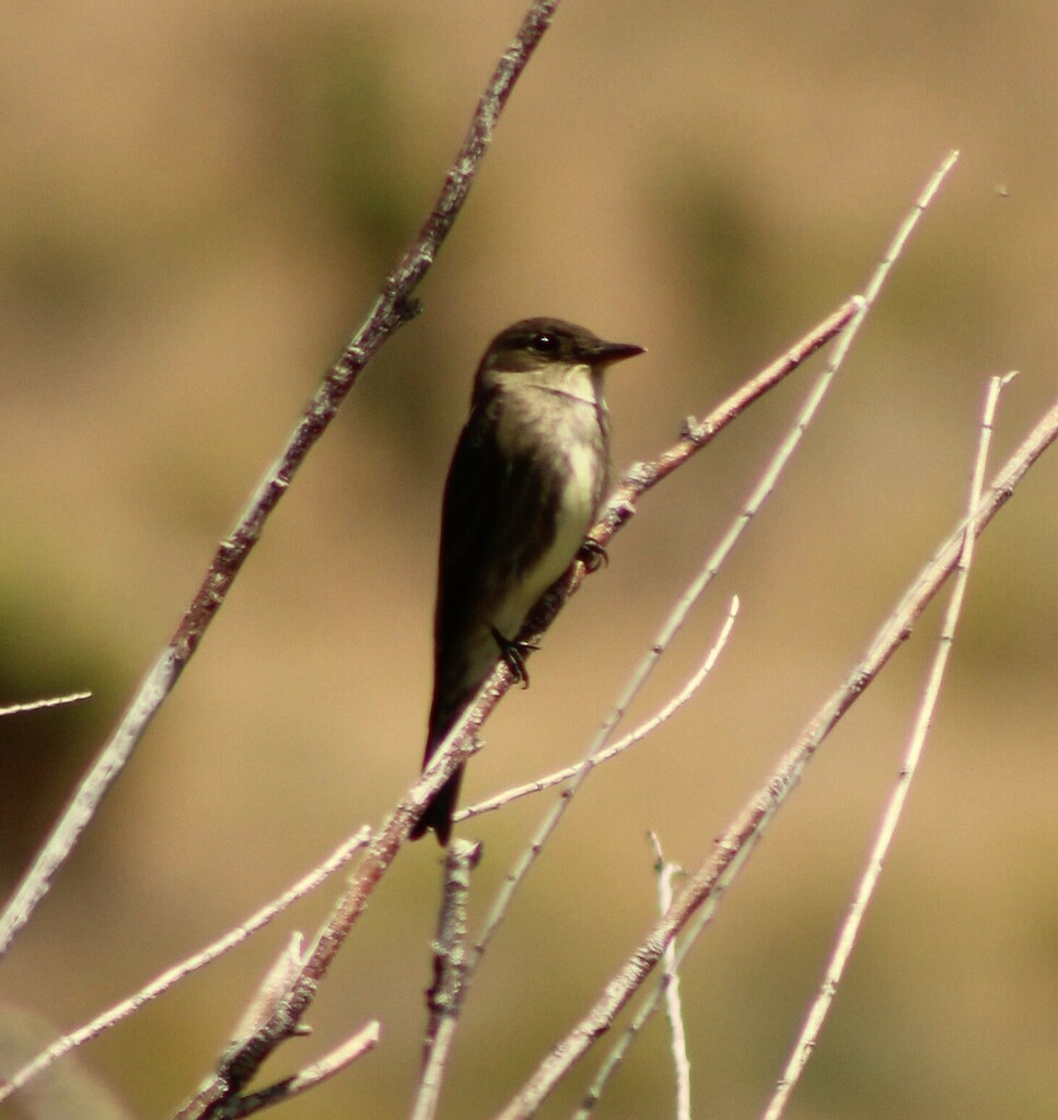 Olive-sided Flycatcher - Lee Sutton