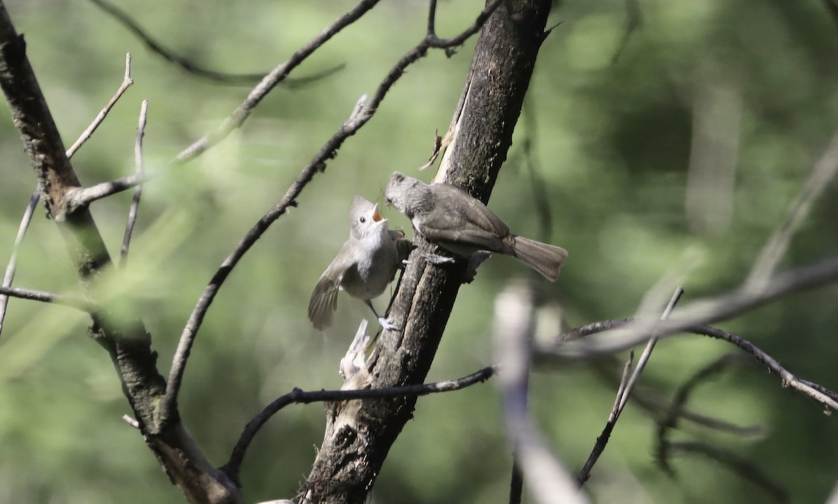 Oak Titmouse - ML618868453