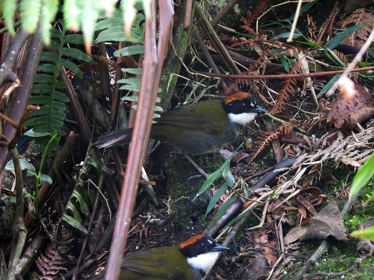 Chestnut-capped Brushfinch - Daniel Matamoros