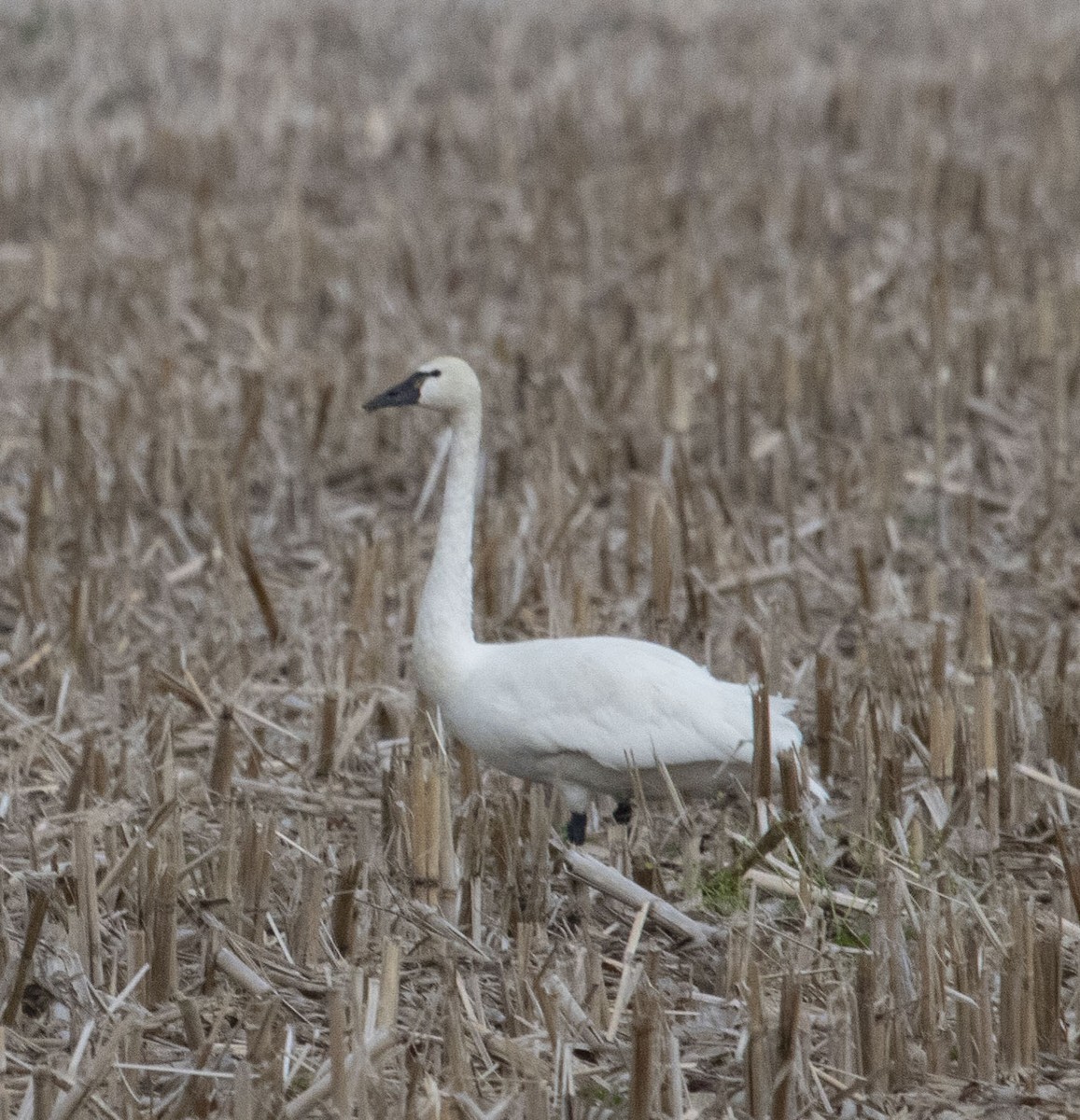 Tundra Swan - ML618868472