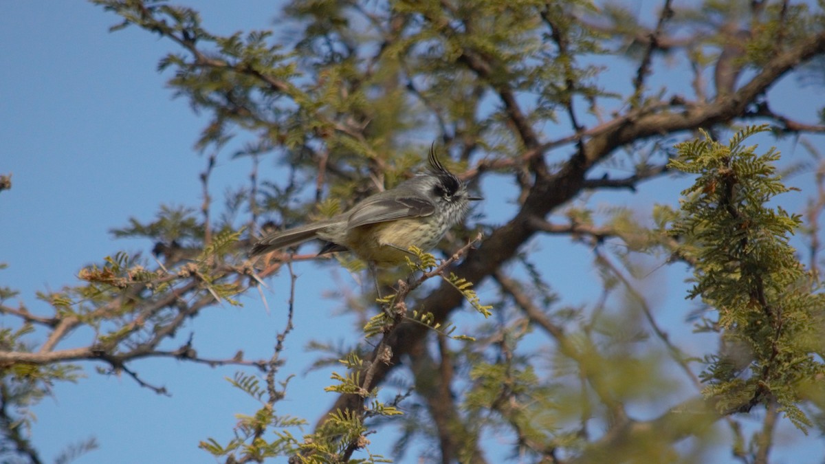 Tufted Tit-Tyrant - Gabriel Sandon