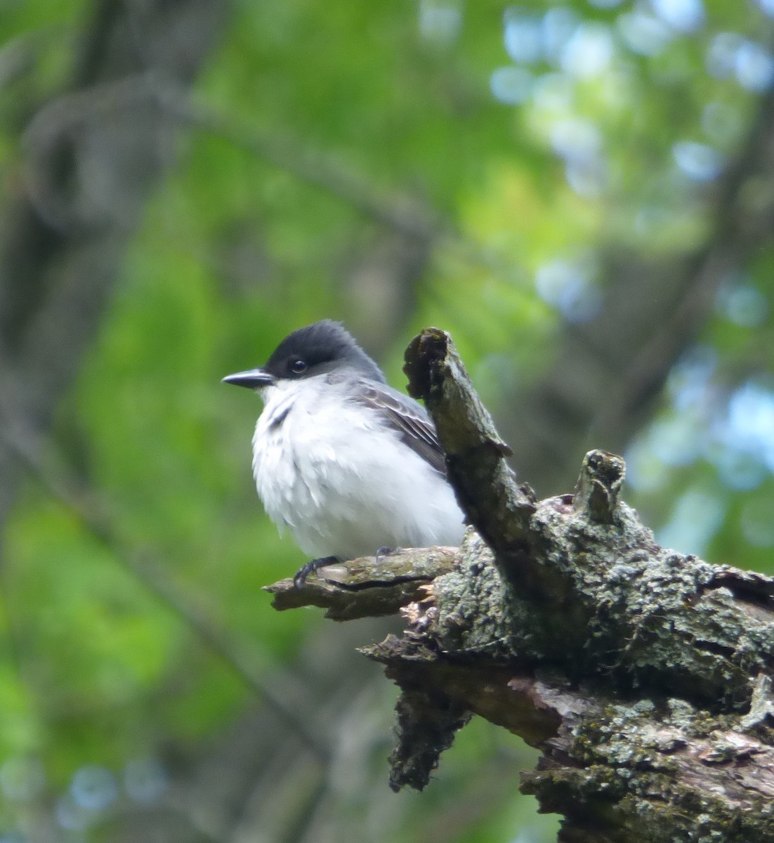 Eastern Kingbird - Hazem Alkhan