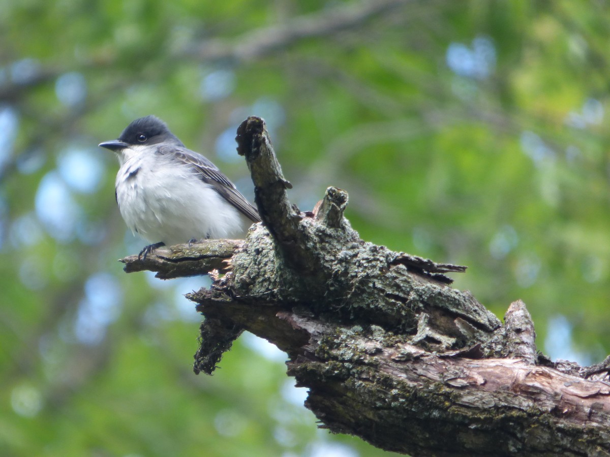 Eastern Kingbird - Hazem Alkhan