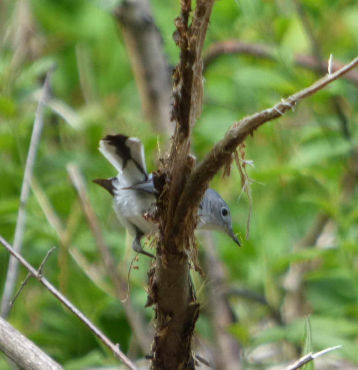 Blue-gray Gnatcatcher - Hazem Alkhan