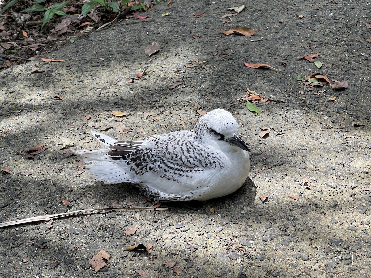 פיתון אדום-זנב - ML618868497