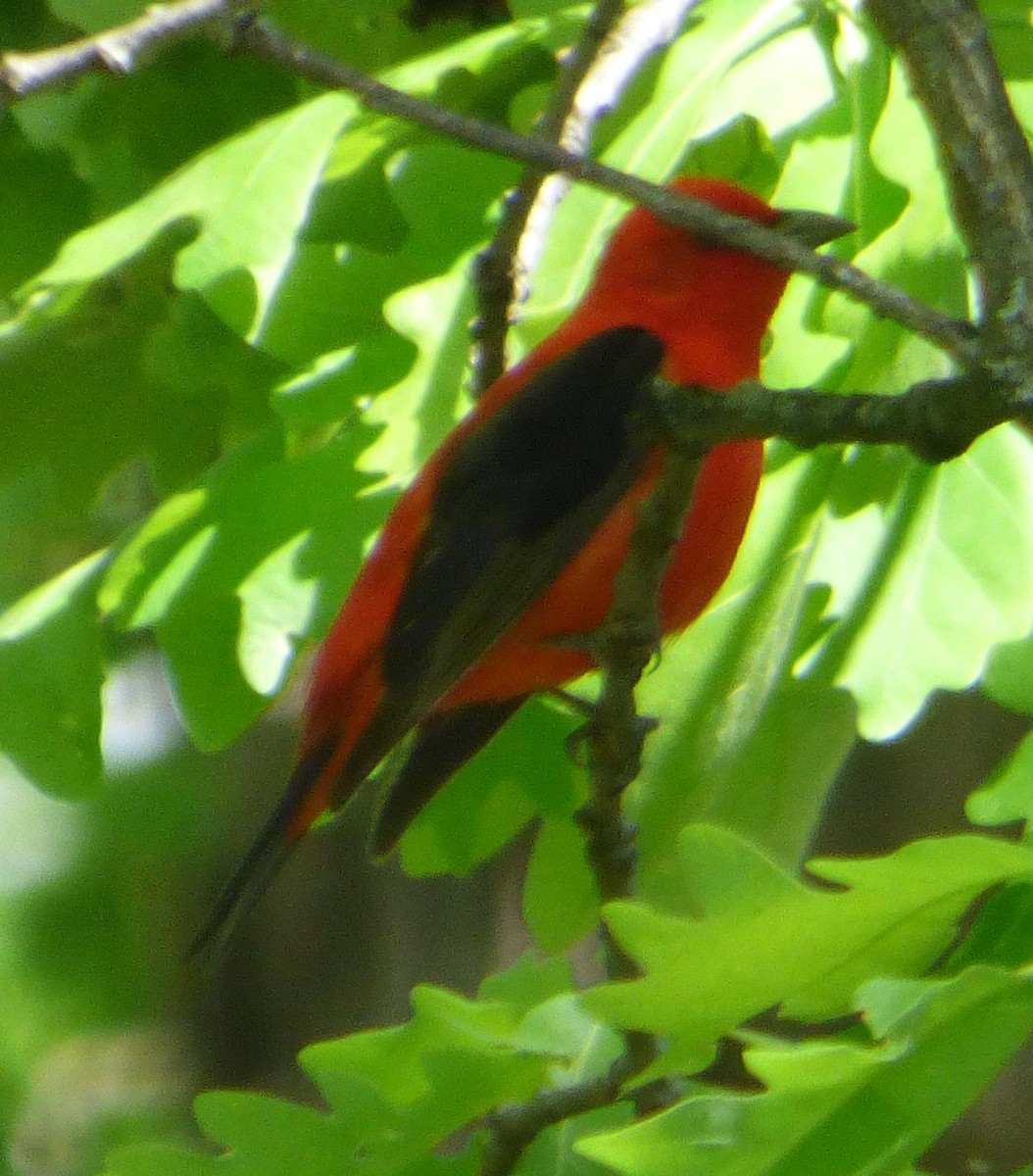 Scarlet Tanager - Hazem Alkhan