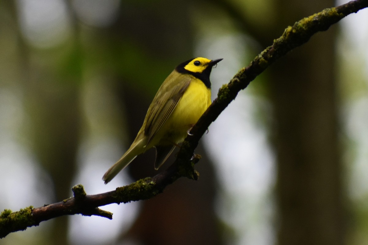 Hooded Warbler - Ryan Dziedzic