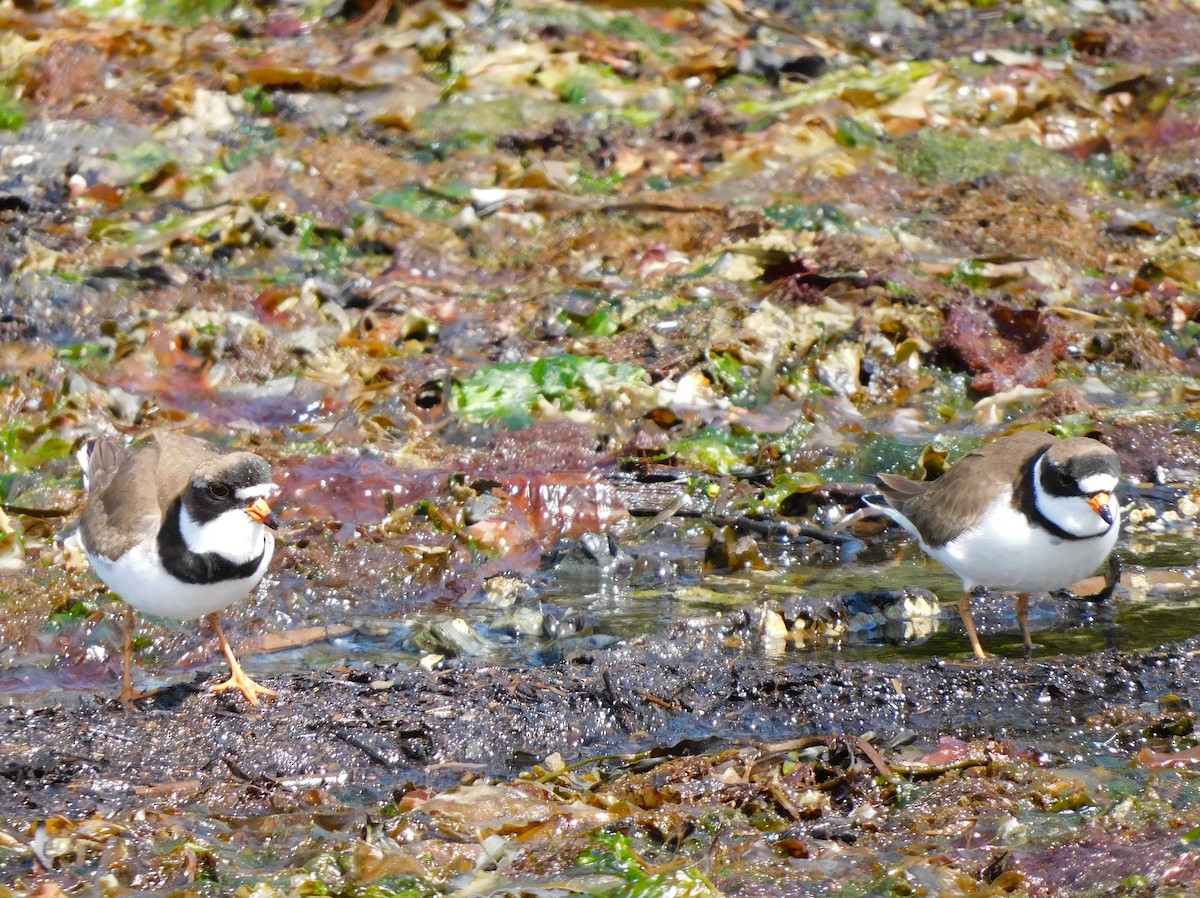 Semipalmated Plover - Barbara Morgan