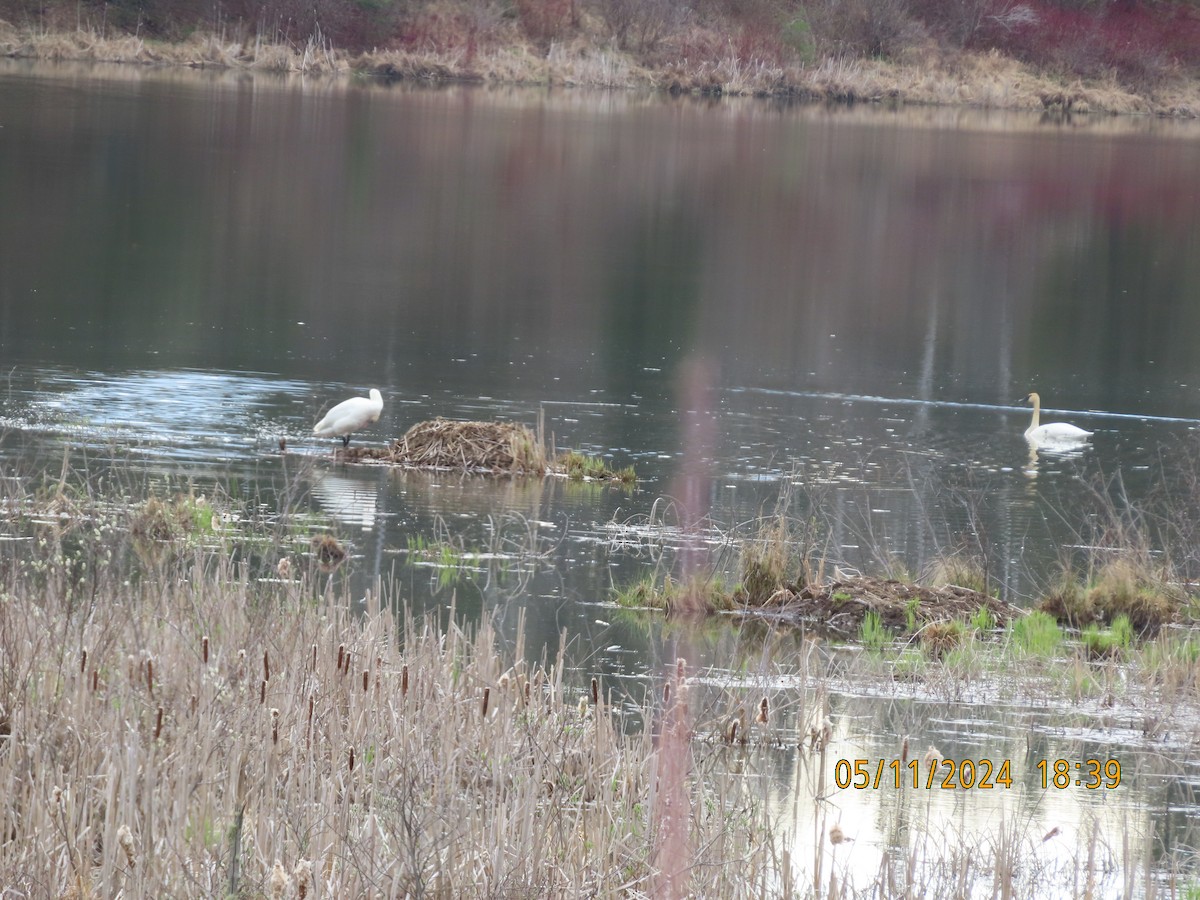 Trumpeter Swan - gabrielle jastrebski