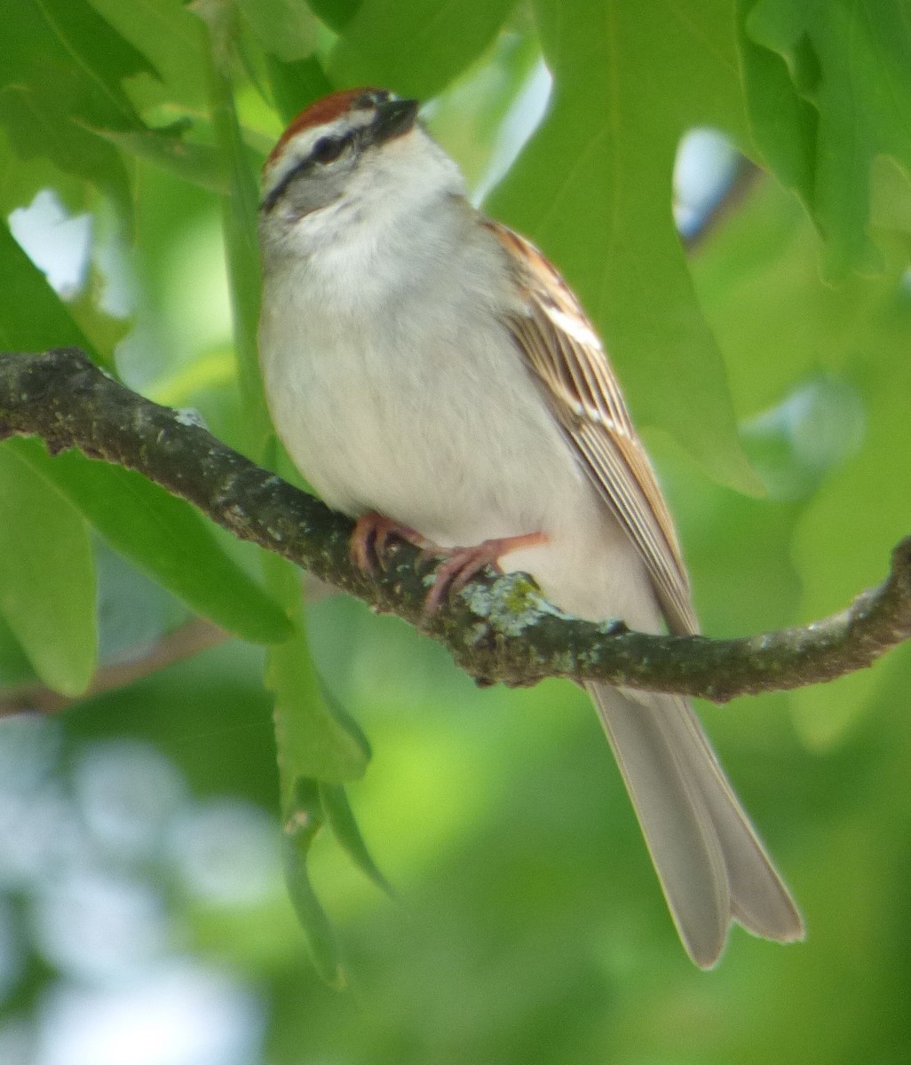 Chipping Sparrow - Hazem Alkhan