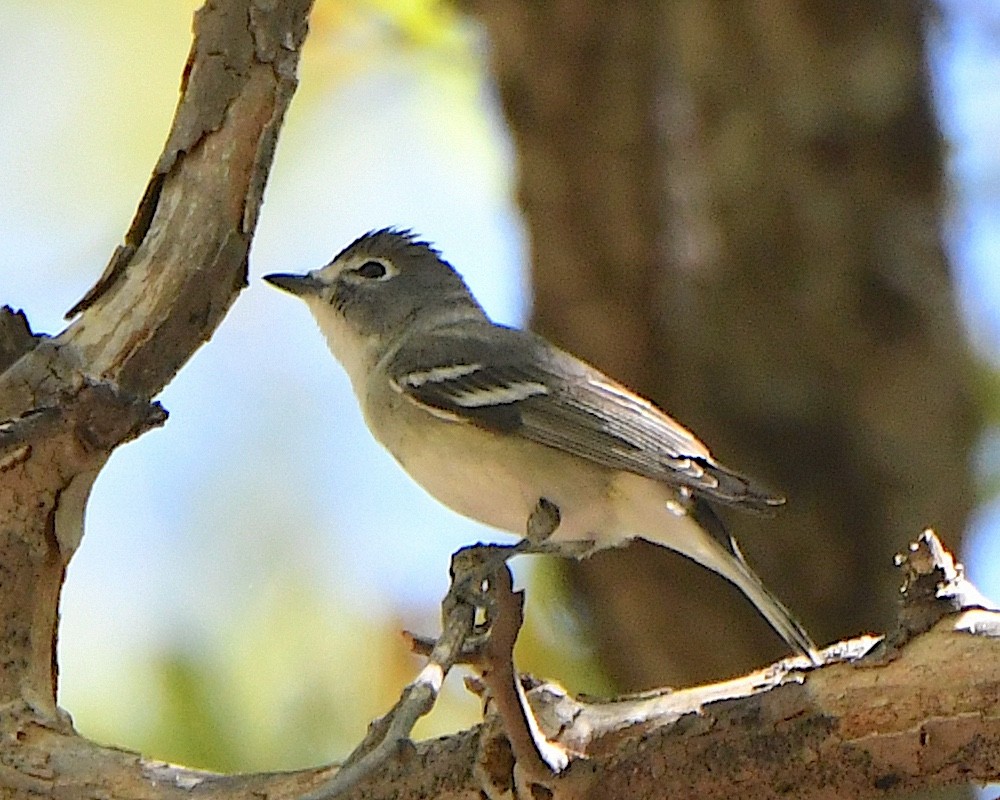 Plumbeous Vireo - Ted Wolff