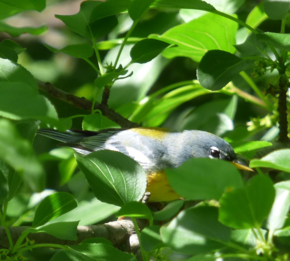 Northern Parula - Hazem Alkhan