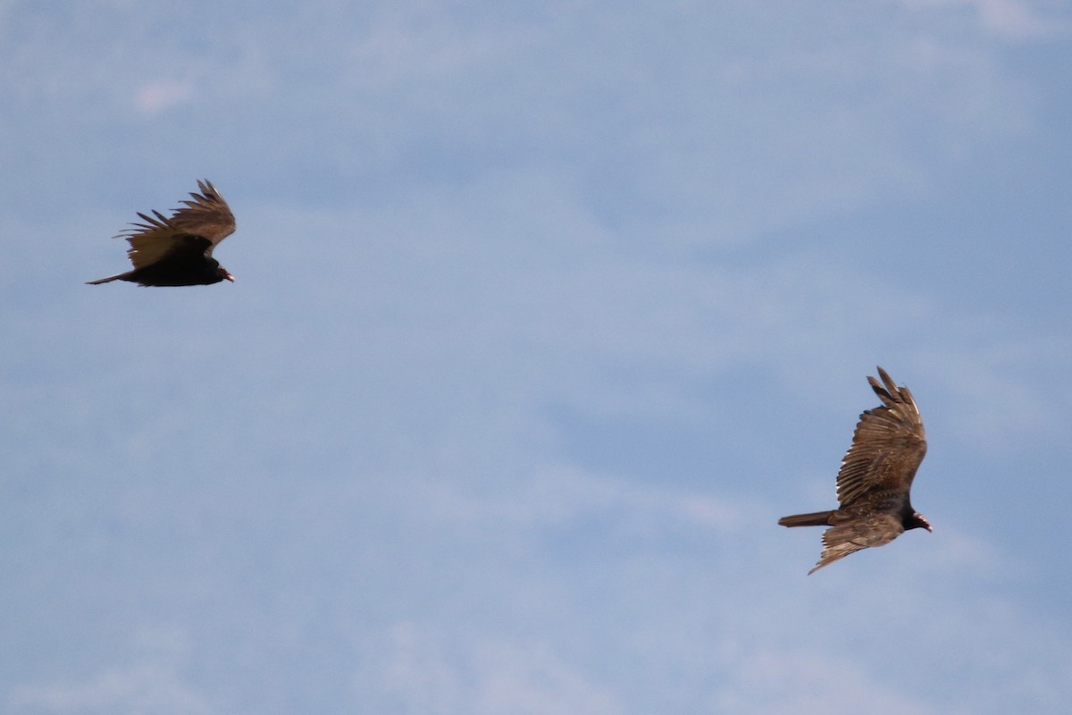 Turkey Vulture - Louis Hoeniger