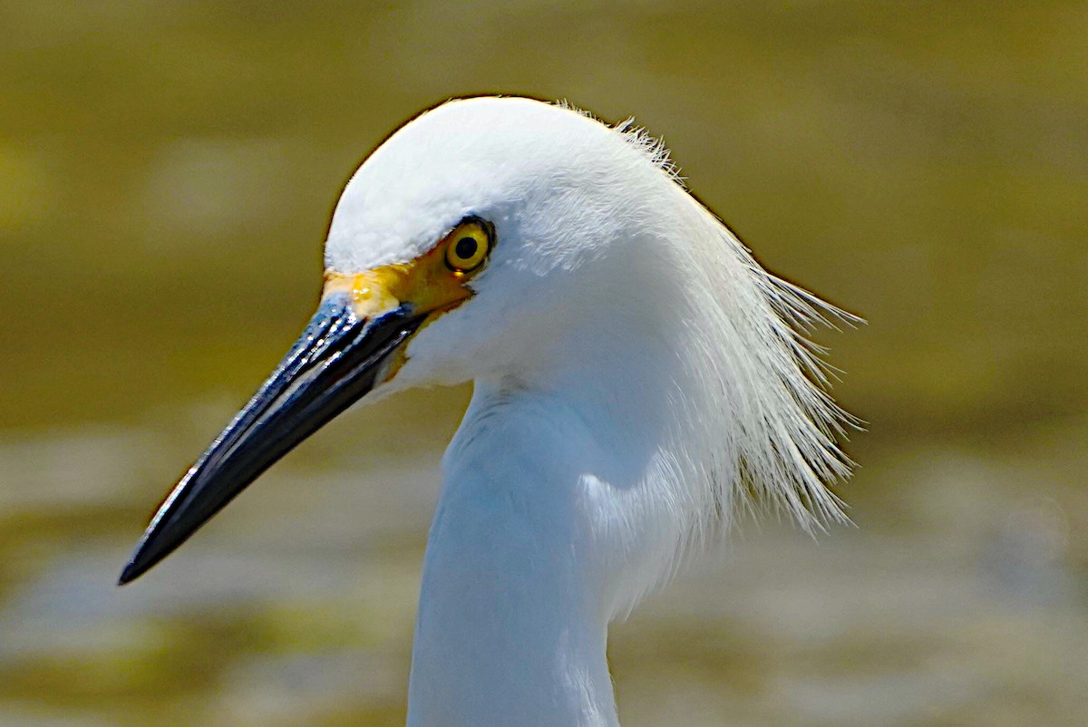 Snowy Egret - James Bourne