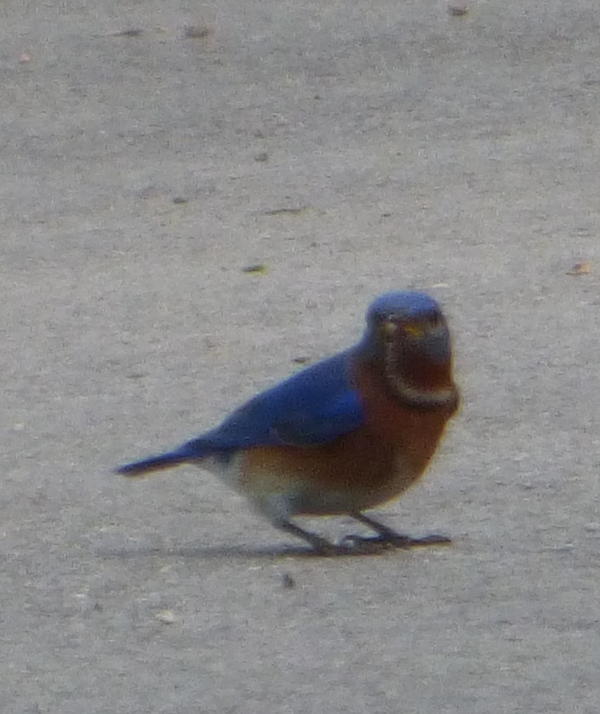 Eastern Bluebird - Hazem Alkhan