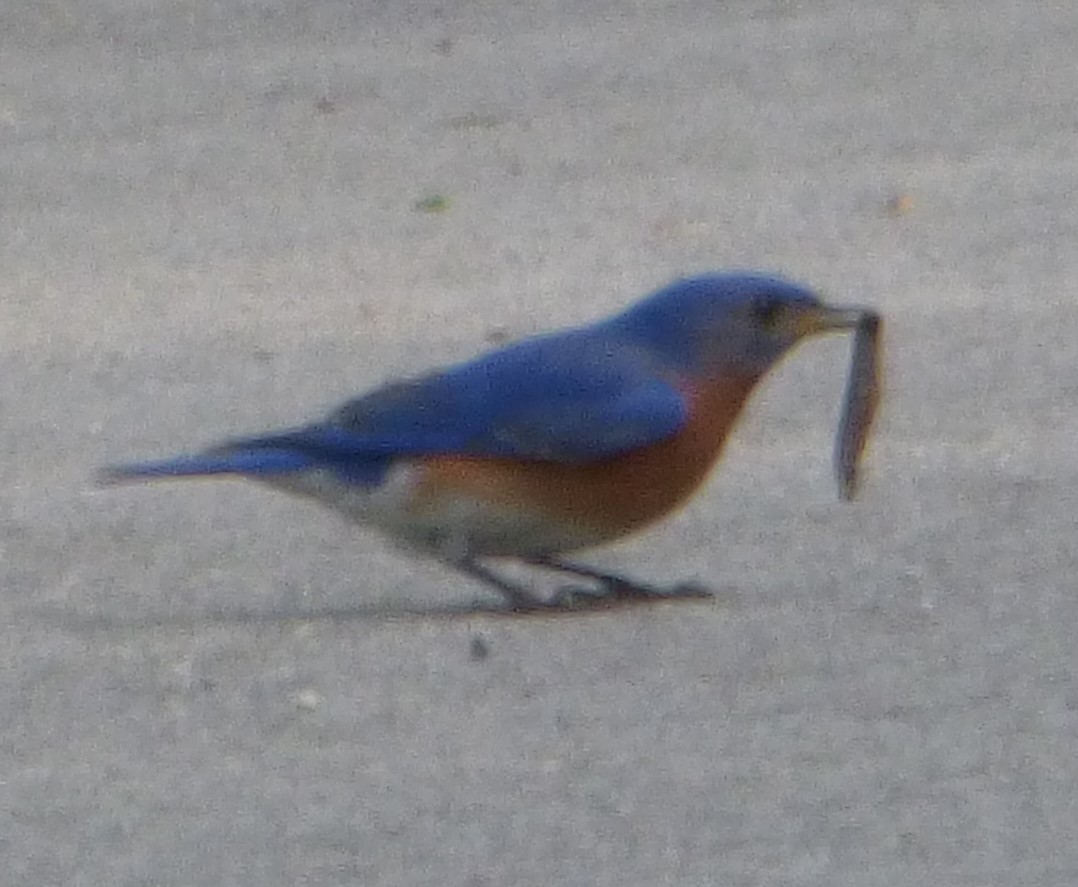 Eastern Bluebird - Hazem Alkhan