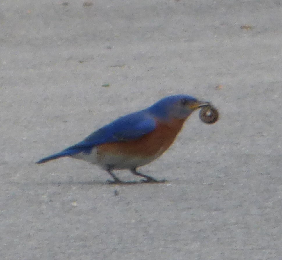 Eastern Bluebird - Hazem Alkhan