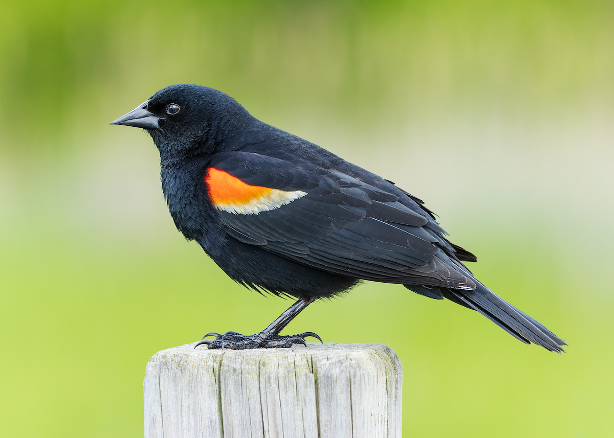 Red-winged Blackbird - Amber Joseph