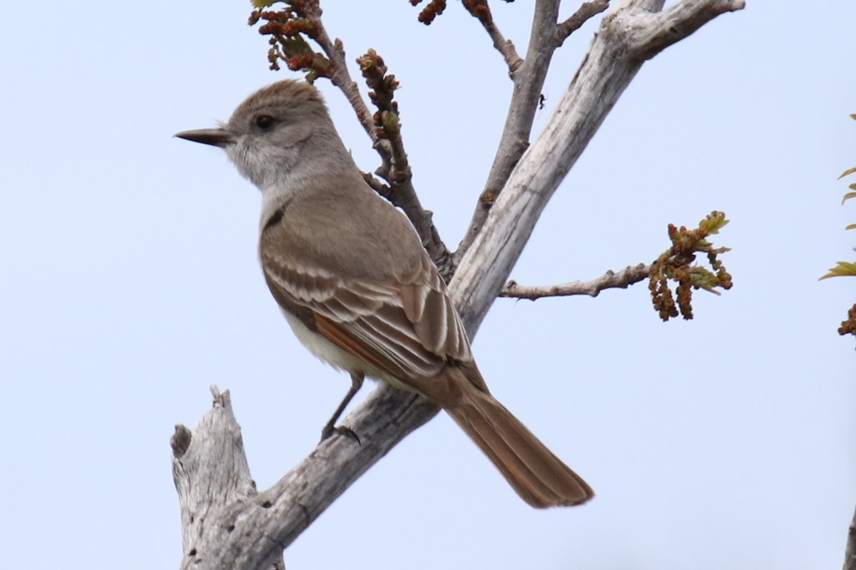 Ash-throated Flycatcher - Louis Hoeniger