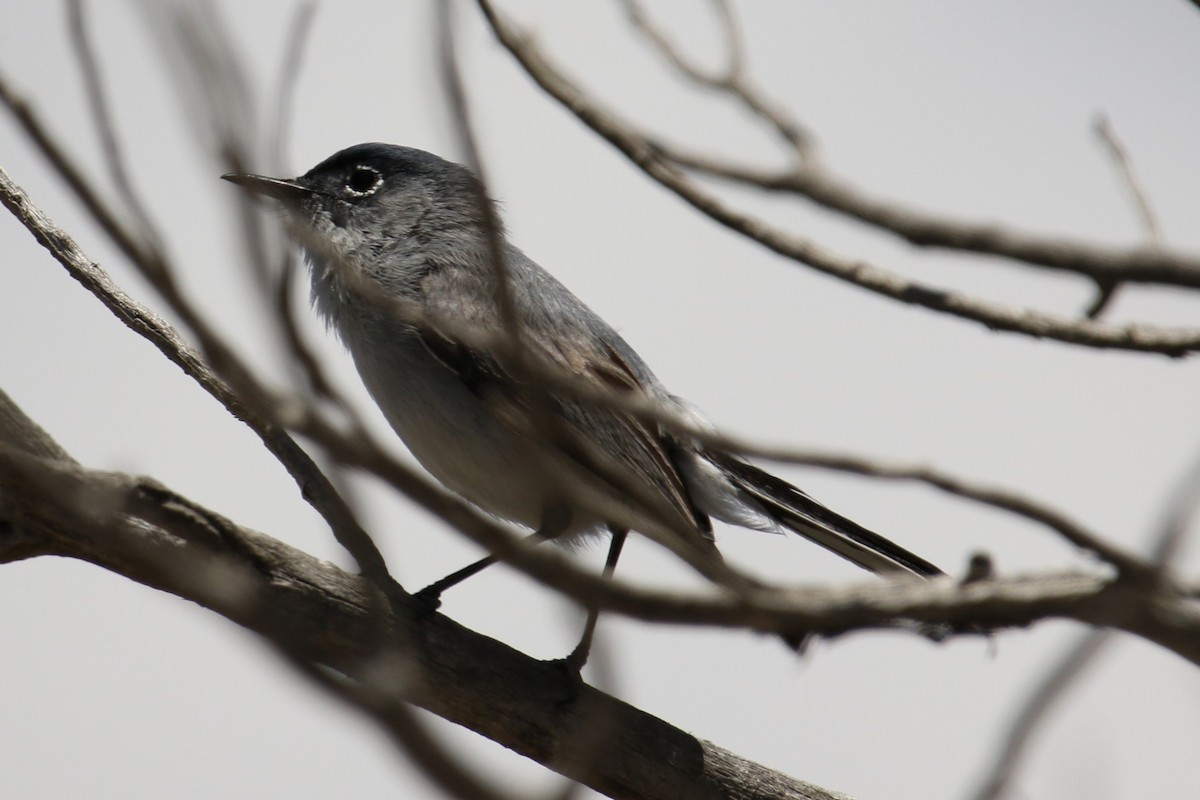 Blue-gray Gnatcatcher - Louis Hoeniger