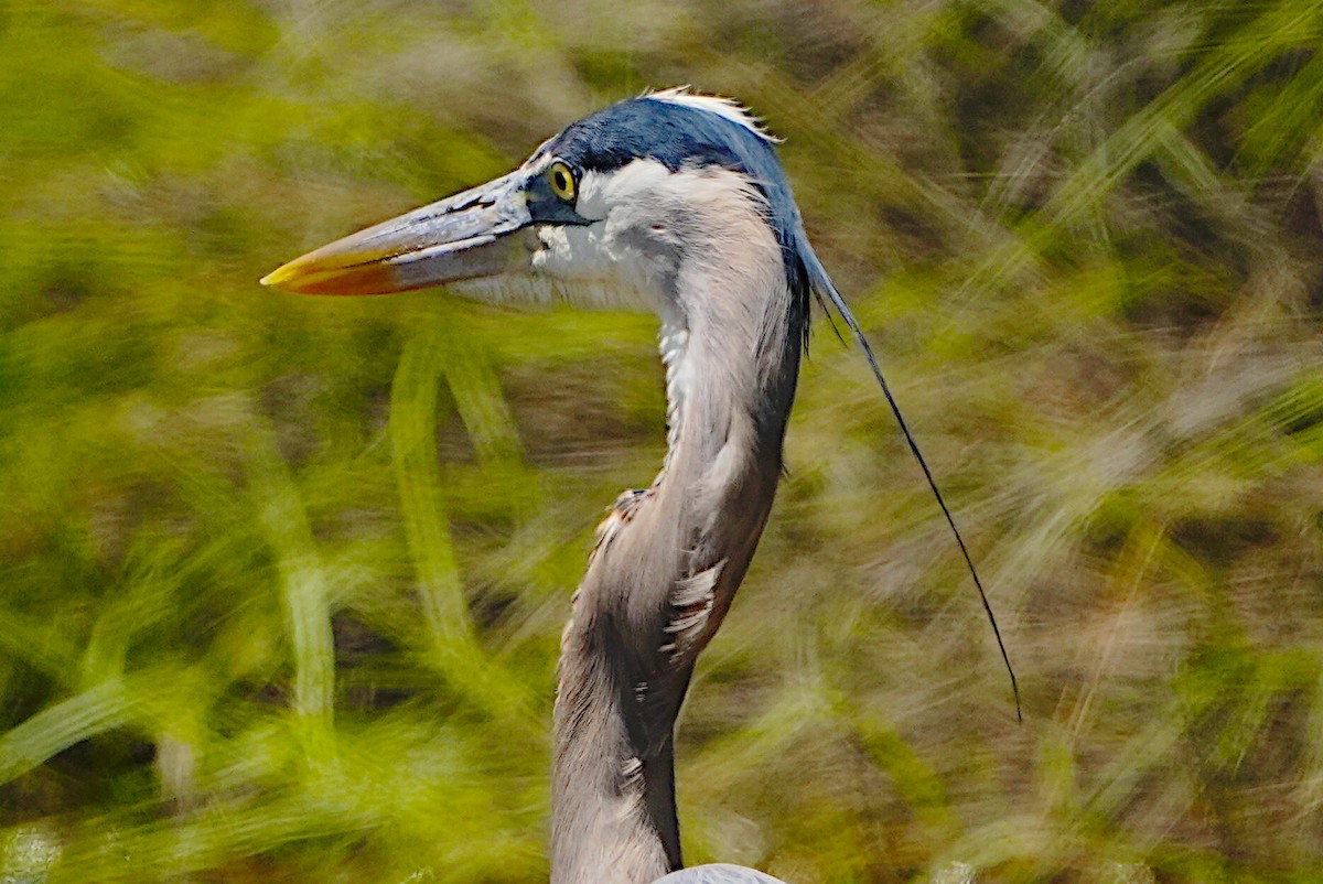 Great Blue Heron - James Bourne