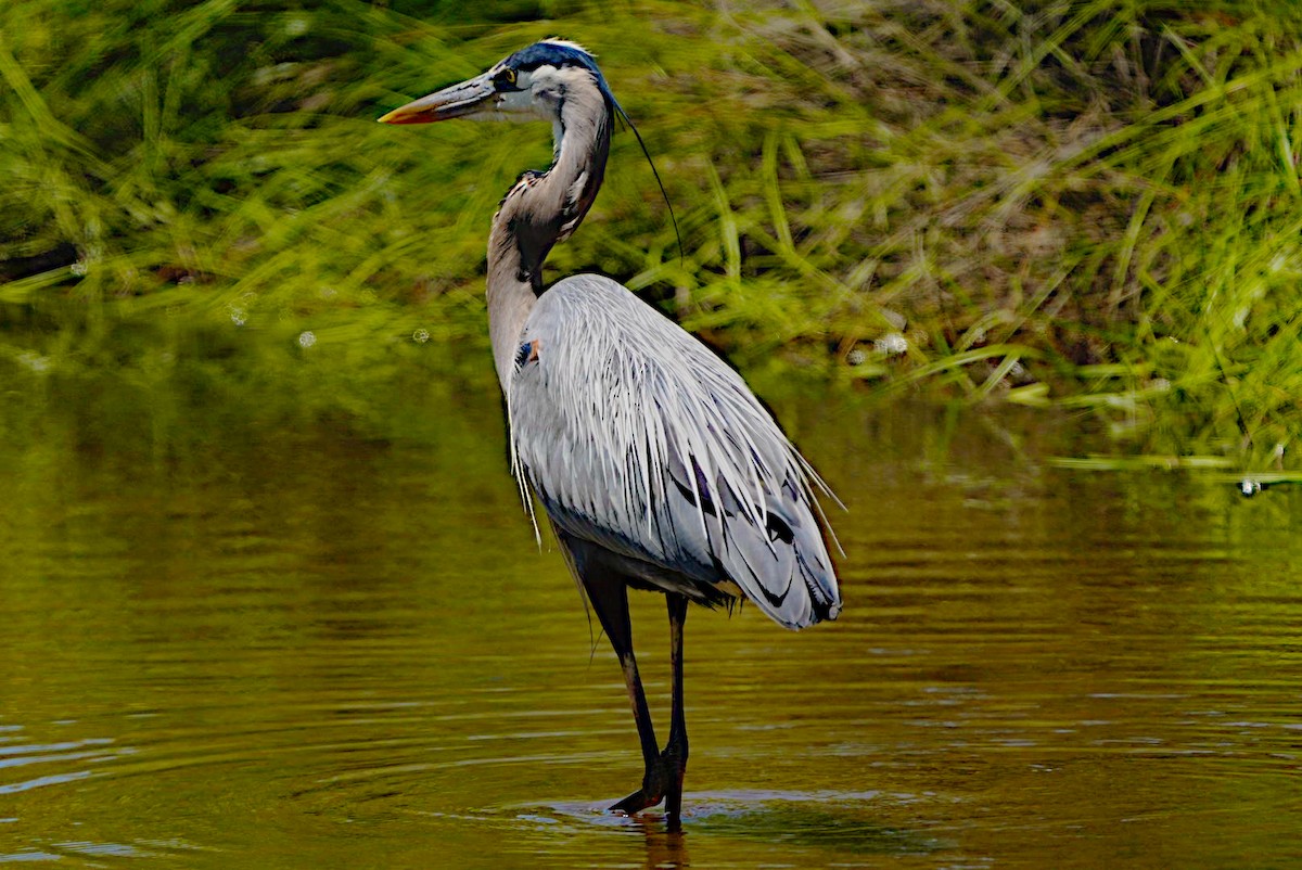 Great Blue Heron - James Bourne