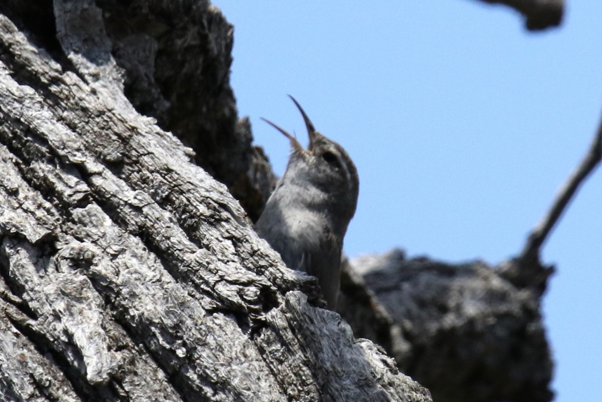 Bewick's Wren - Louis Hoeniger