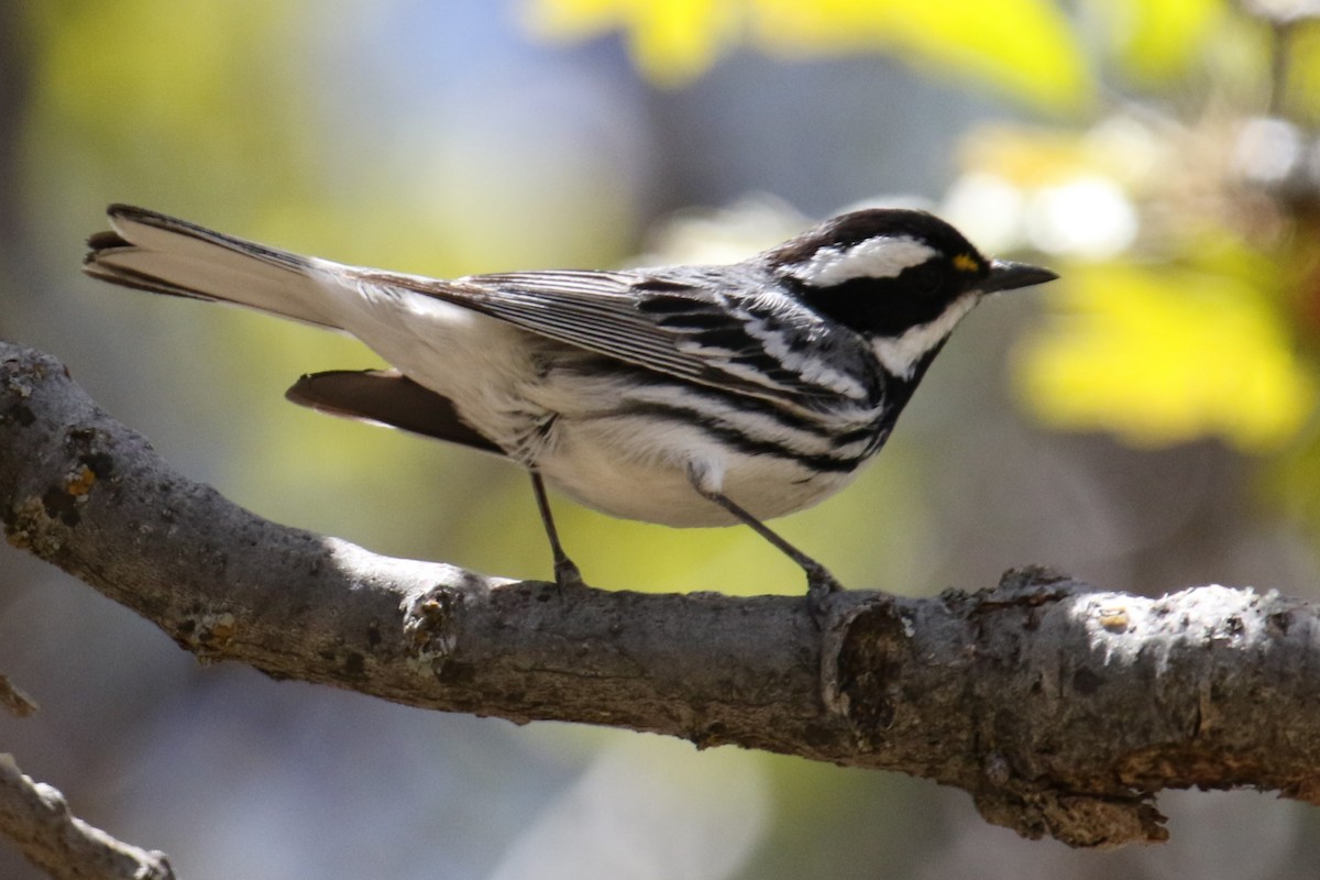 Black-throated Gray Warbler - Louis Hoeniger