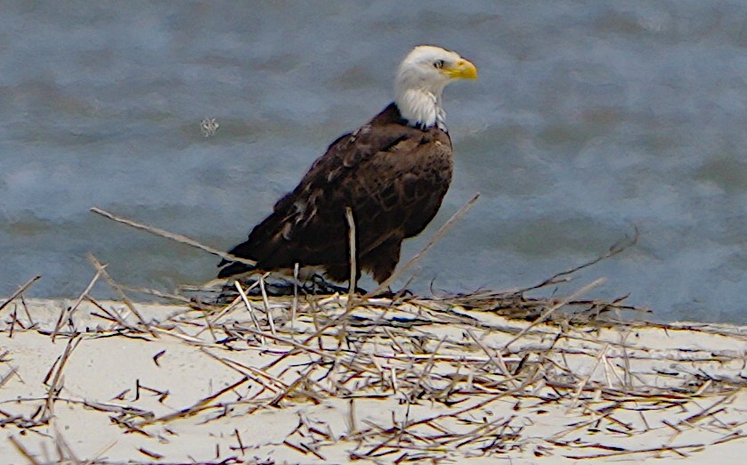 Bald Eagle - James Bourne