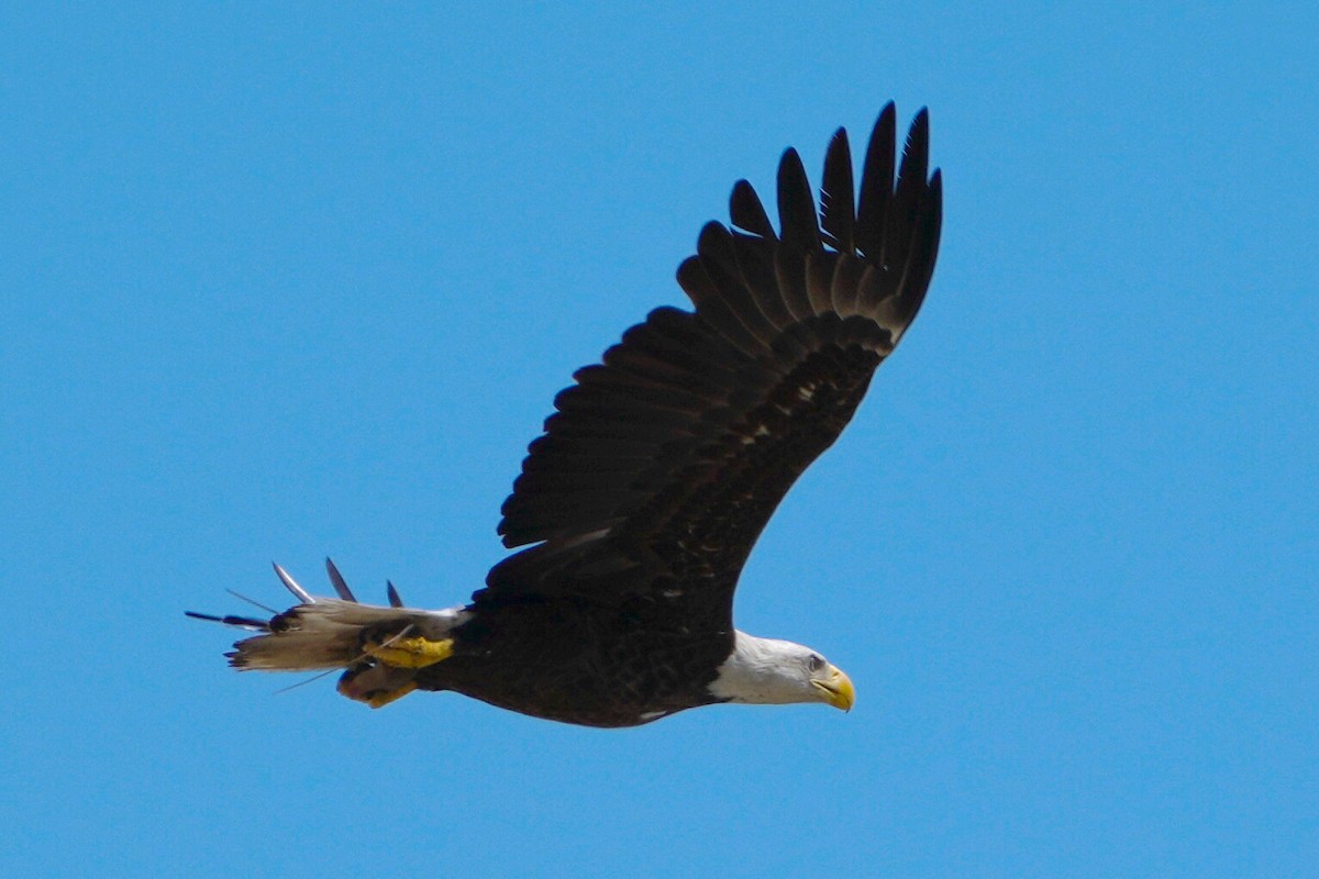 Bald Eagle - James Bourne