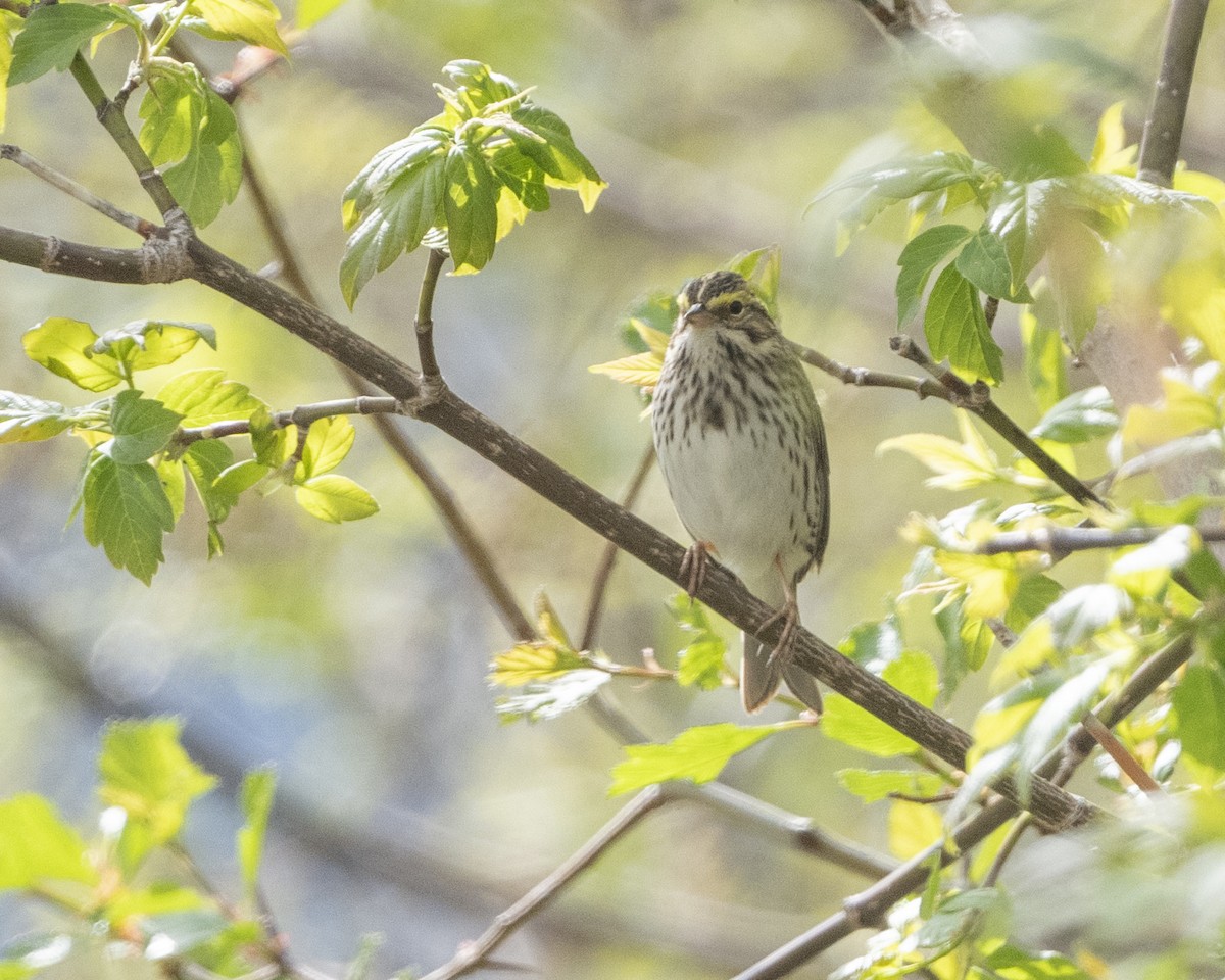 Savannah Sparrow - ML618868619