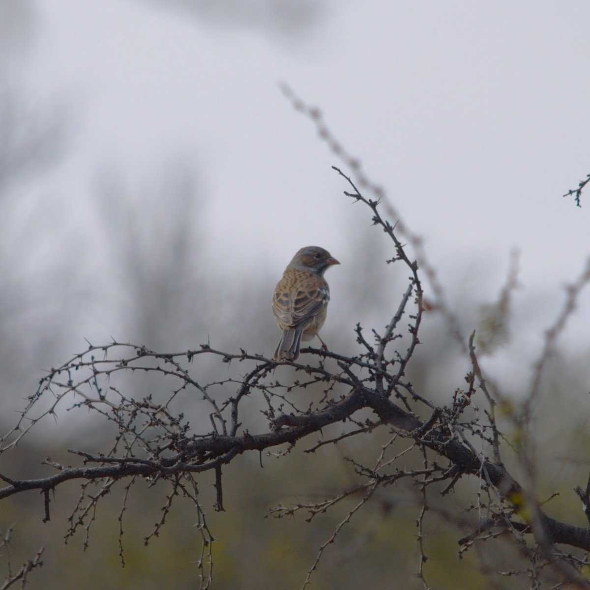 Mourning Sierra Finch - Gabriel Sandon