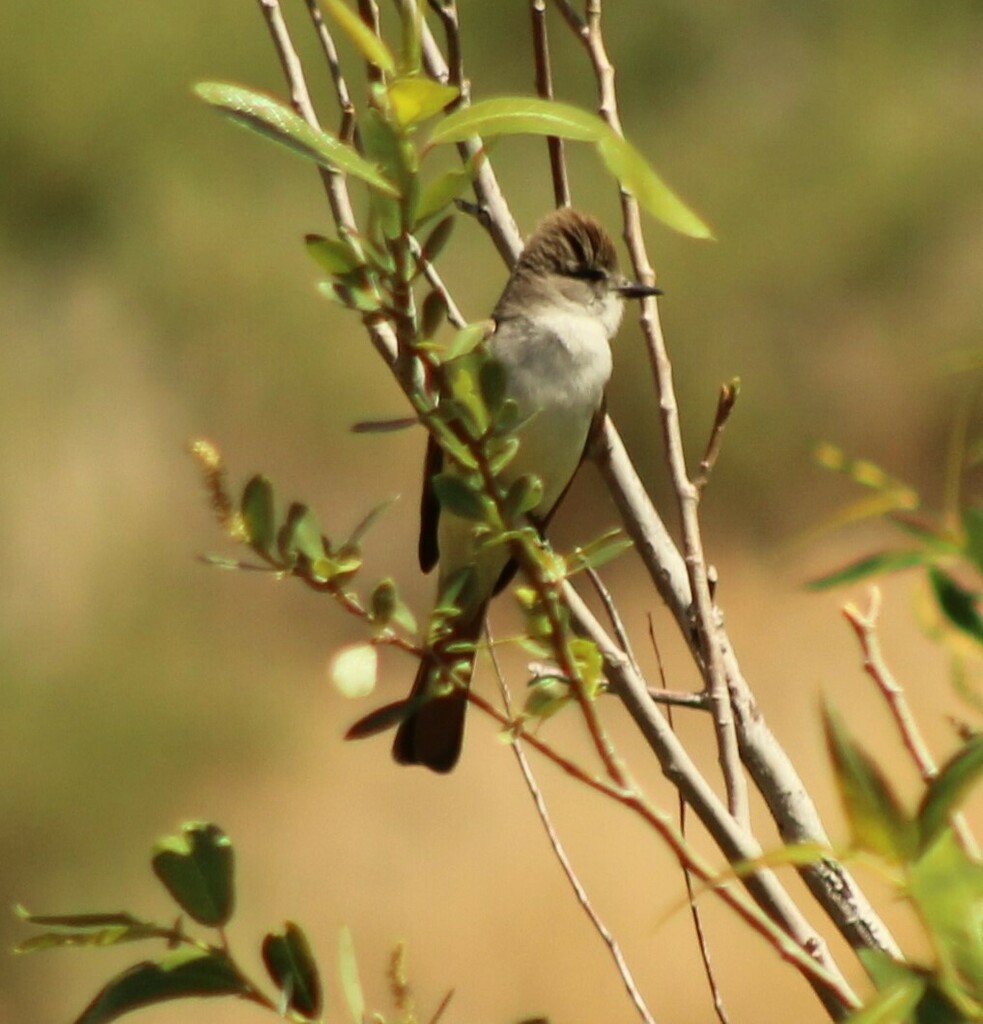 Ash-throated Flycatcher - Lee Sutton