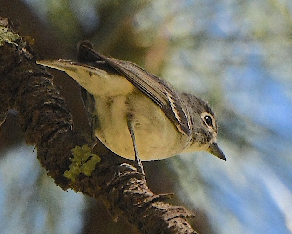 Plumbeous Vireo - Ted Wolff