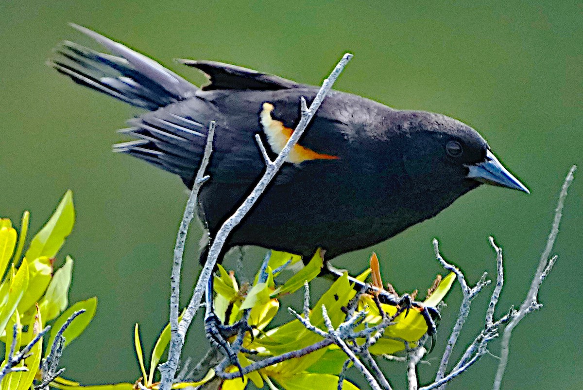 Red-winged Blackbird - James Bourne