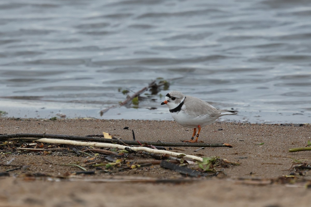 Piping Plover - T. Erickson