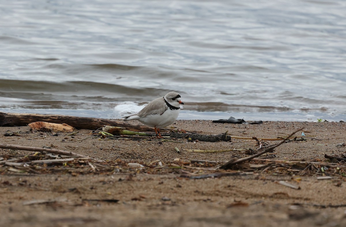 Piping Plover - ML618868641