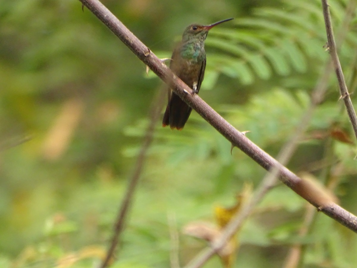 Rufous-tailed Hummingbird - Salvador Bautista