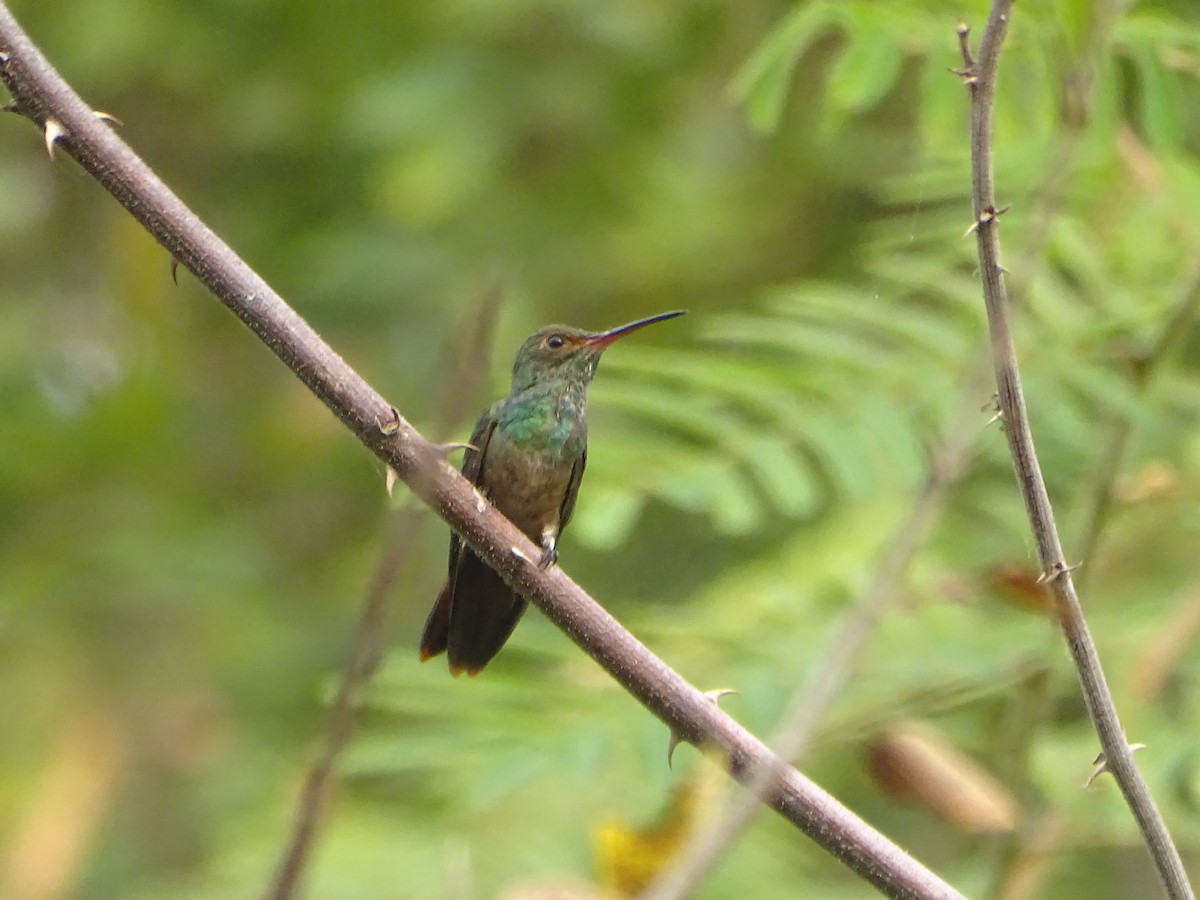 Rufous-tailed Hummingbird - Salvador Bautista