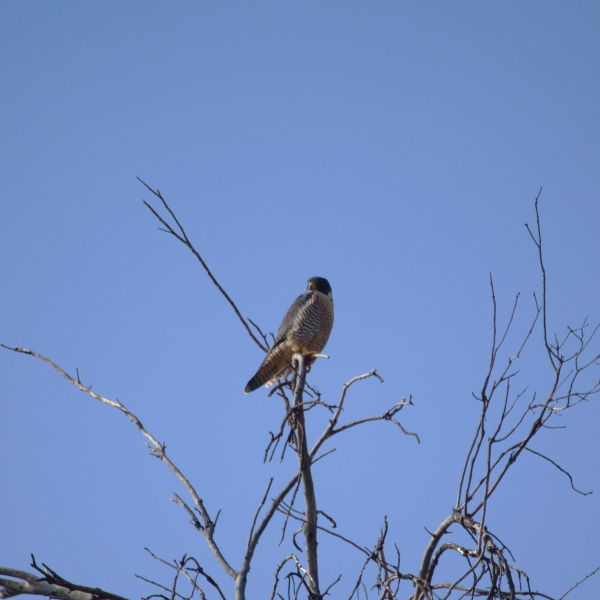 Peregrine Falcon - Gabriel Sandon