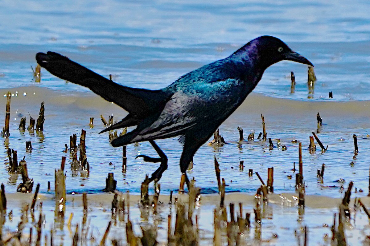 Boat-tailed Grackle - James Bourne