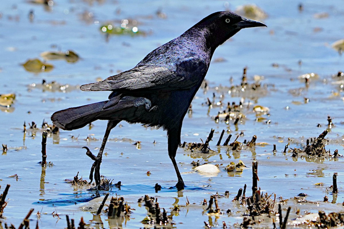 Boat-tailed Grackle - James Bourne