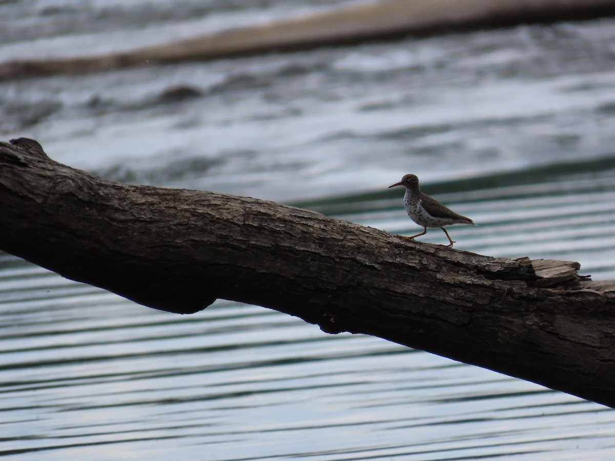 Spotted Sandpiper - Concetta Goodrich