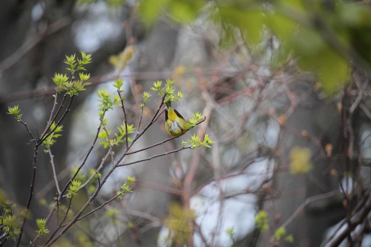 Nashville Warbler - Jennifer Evans