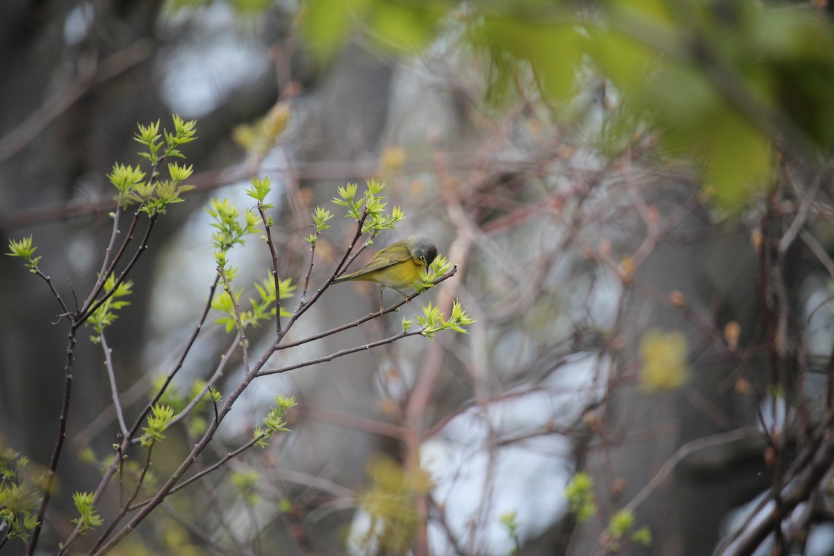 Nashville Warbler - Jennifer Evans